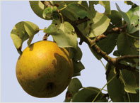 Fruit Tree Varieties Pear 'Beurré Hardy'