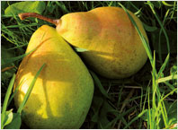 Fruit Tree Varieties Pear 'Charneux'