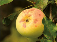 Obstsorten Apfel von Croncels