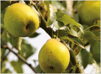 Fruit Tree Varieties Pear 'Doyenné du Comice'
