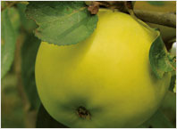 Obstsorten Gelber Edelapfel