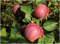 Fruit Tree Varieties Roter Eiserapfel