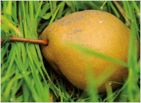 Fruit Tree Varieties Pear 'Grähling'