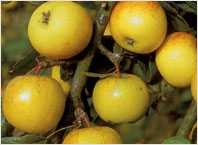 Fruit Tree Varieties Crab Apple