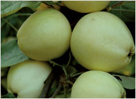 Obstsorten Weißer Klarapfel