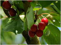 Fruit Tree Varieties Cherry 'Grosse Schwarze Knorpel'