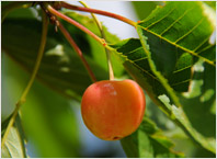Fruit Tree Varieties Cherry 'Büttner's Rote Knorpel'