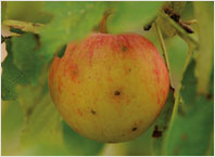 Fruit Tree Varieties Pinova