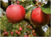 Fruit Tree Varieties Remo