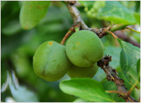 Fruit Tree Varieties Green Gage or Reine Claude