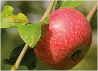 Fruit Tree Varieties Reinette Rouge Etoile