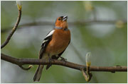 Vogelstimmen Buchfink