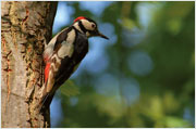 Vogelstimmen Buntspecht