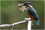 Vogelstimmen Eisvogel