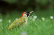 Vogelstimmen Grünspecht