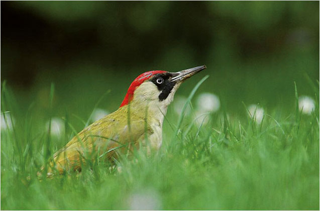 Vogelstimme Grünspecht