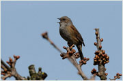 Vogelstimmen Heckenbraunelle