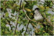 Vogelstimmen Mönchsgrasmuecke