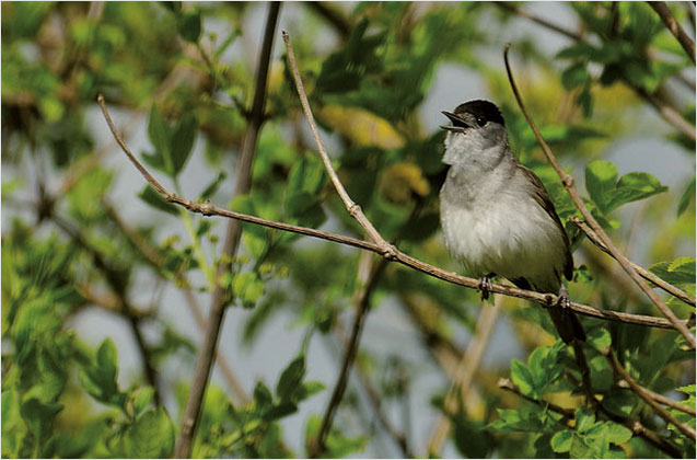 Vogelstimme Mönchsgrasmücke