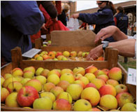 Auenblicke Musterobstwiesen