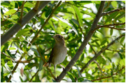 Vogelstimmen Nachtigall