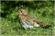 Vogelstimmen Singdrossel