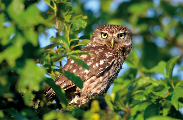 Vogelstimme Steinkauz