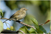 Vogelstimmen Zilpzalp